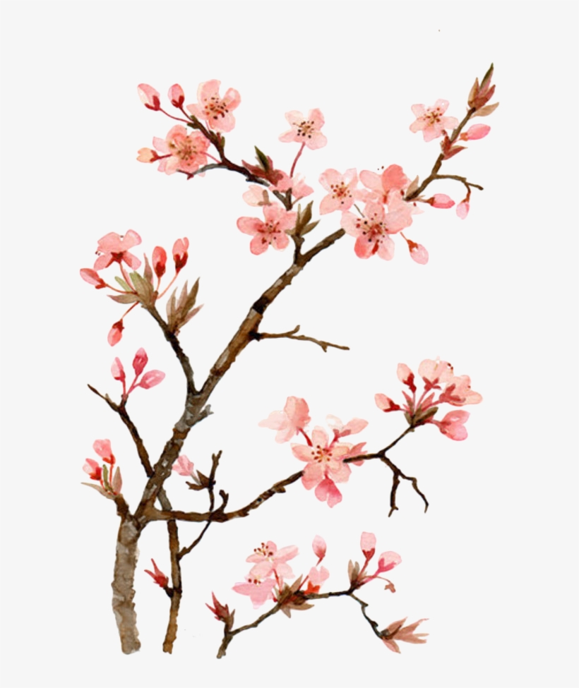 Cherry Blossom Drawing Beautiful Image