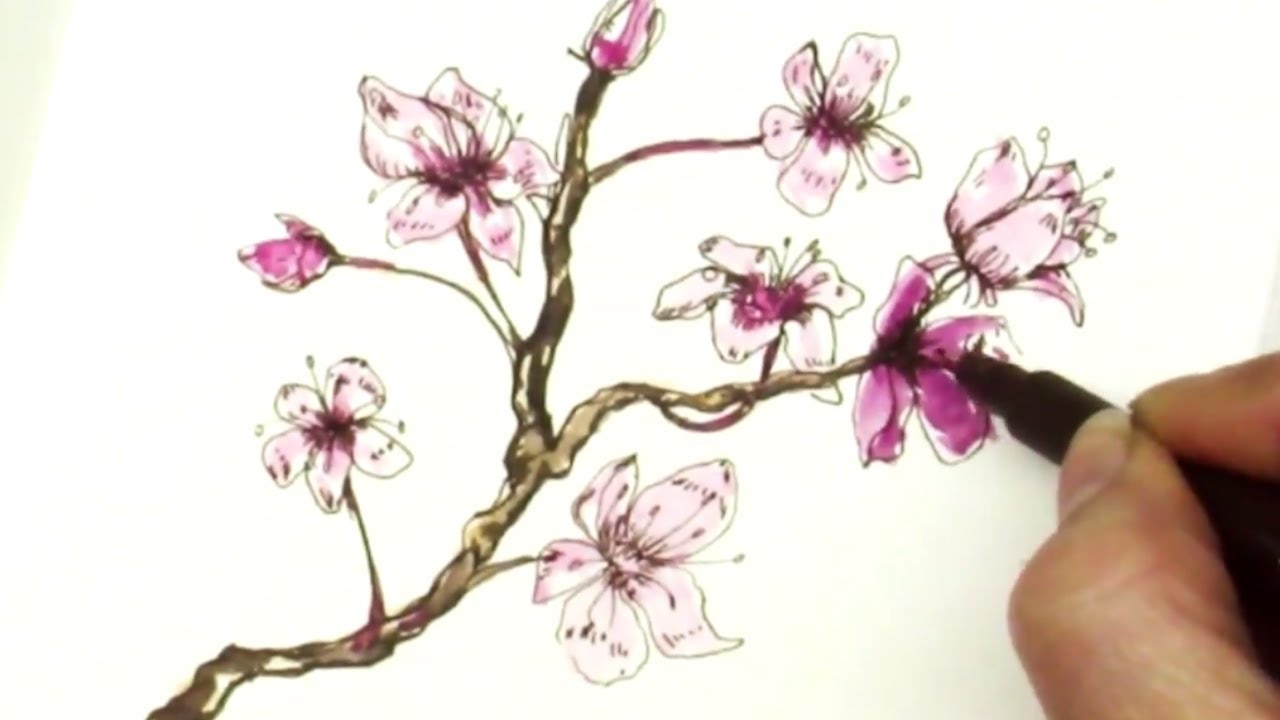 Cherry Blossom Drawing Images