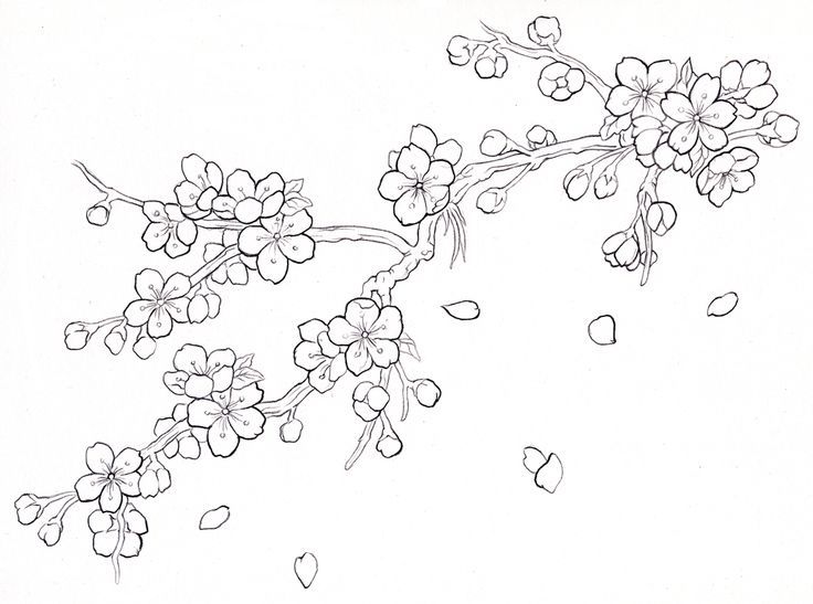 Simple Sakura Blossom Art Drawing Free Printable Coloring Page Outline  Sketch Vector Sakura Flowers Drawing Sakura Flowers Outline Sakura  Flowers Sketch PNG and Vector with Transparent Background for Free Download