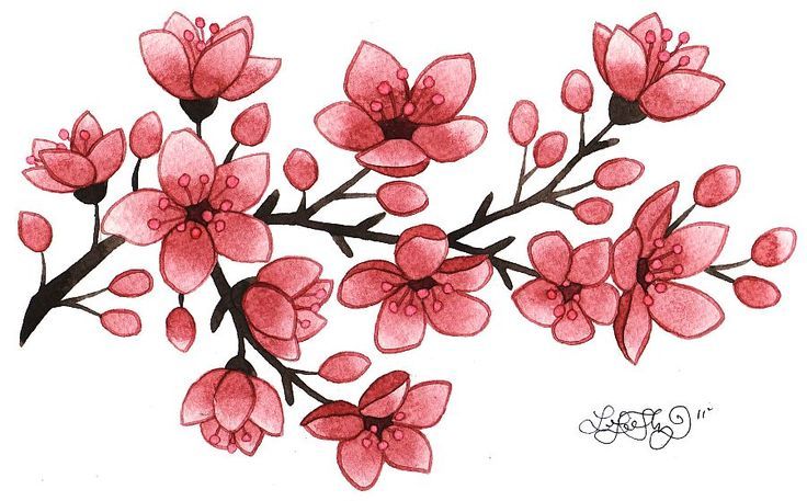 Cherry Blossom Drawing Sketch
