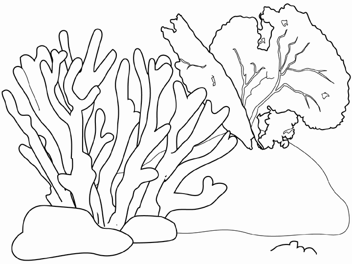 Coral Reef Drawing Image