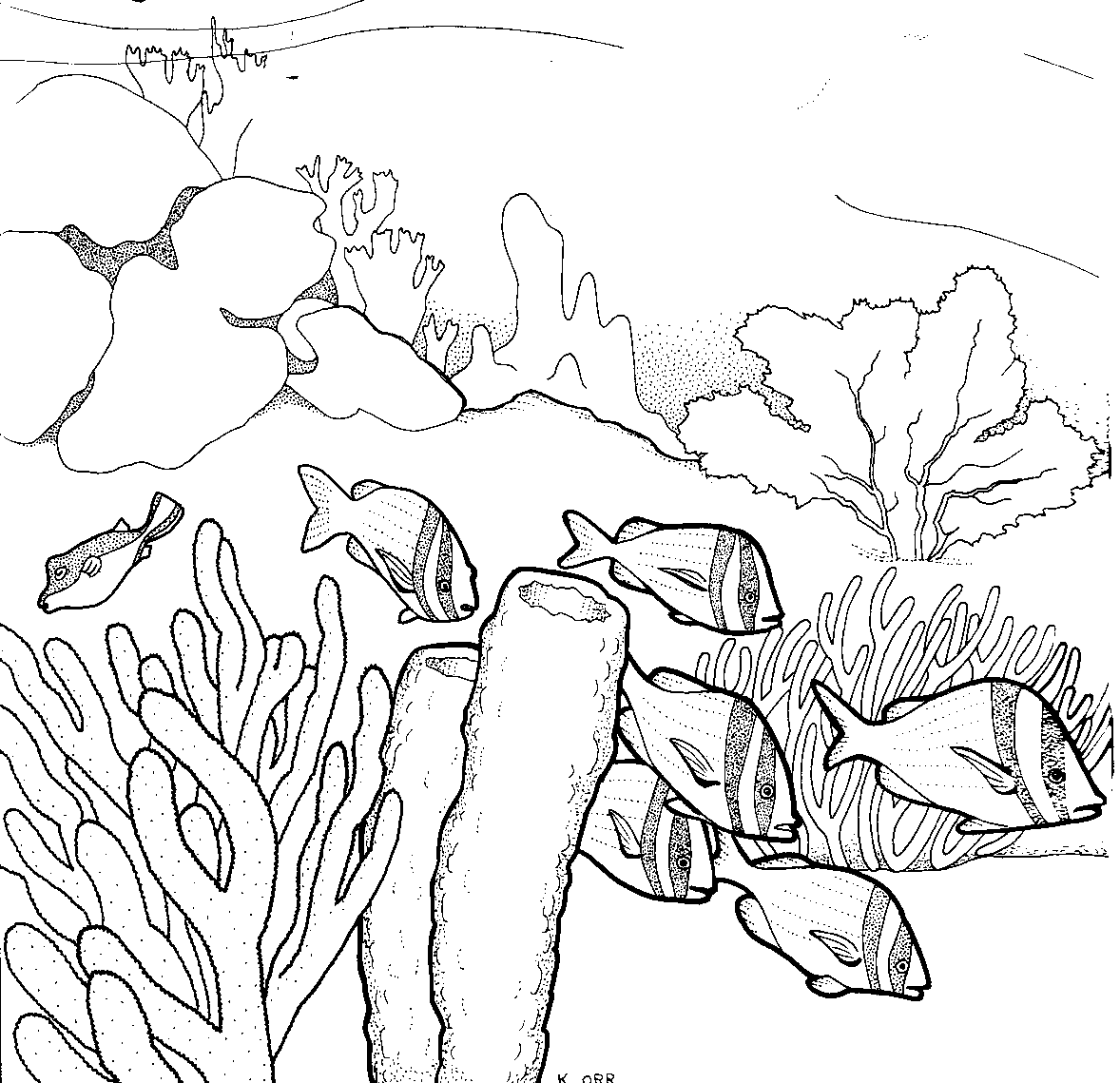 Coral Reef Drawing Pics