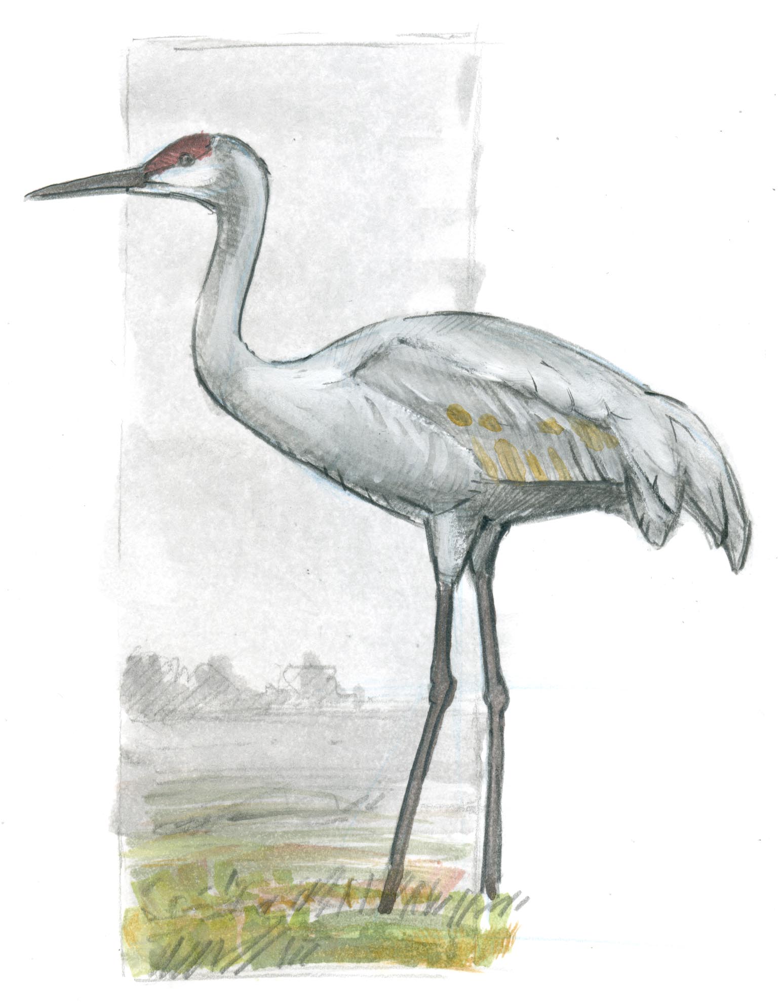 Crane Bird Drawing Image