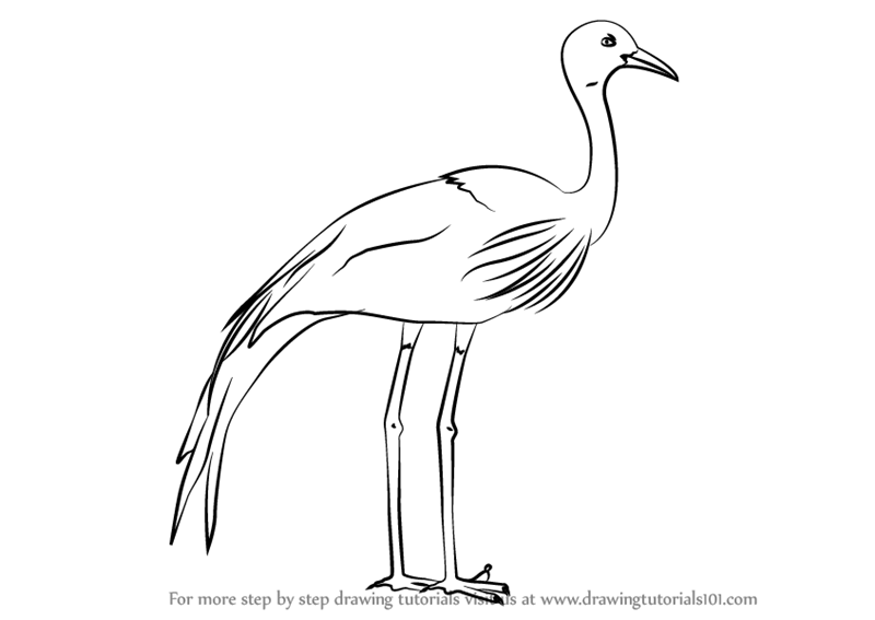 Crane Bird Drawing Photo
