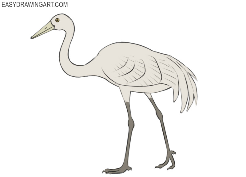 Crane Bird Drawing Pics