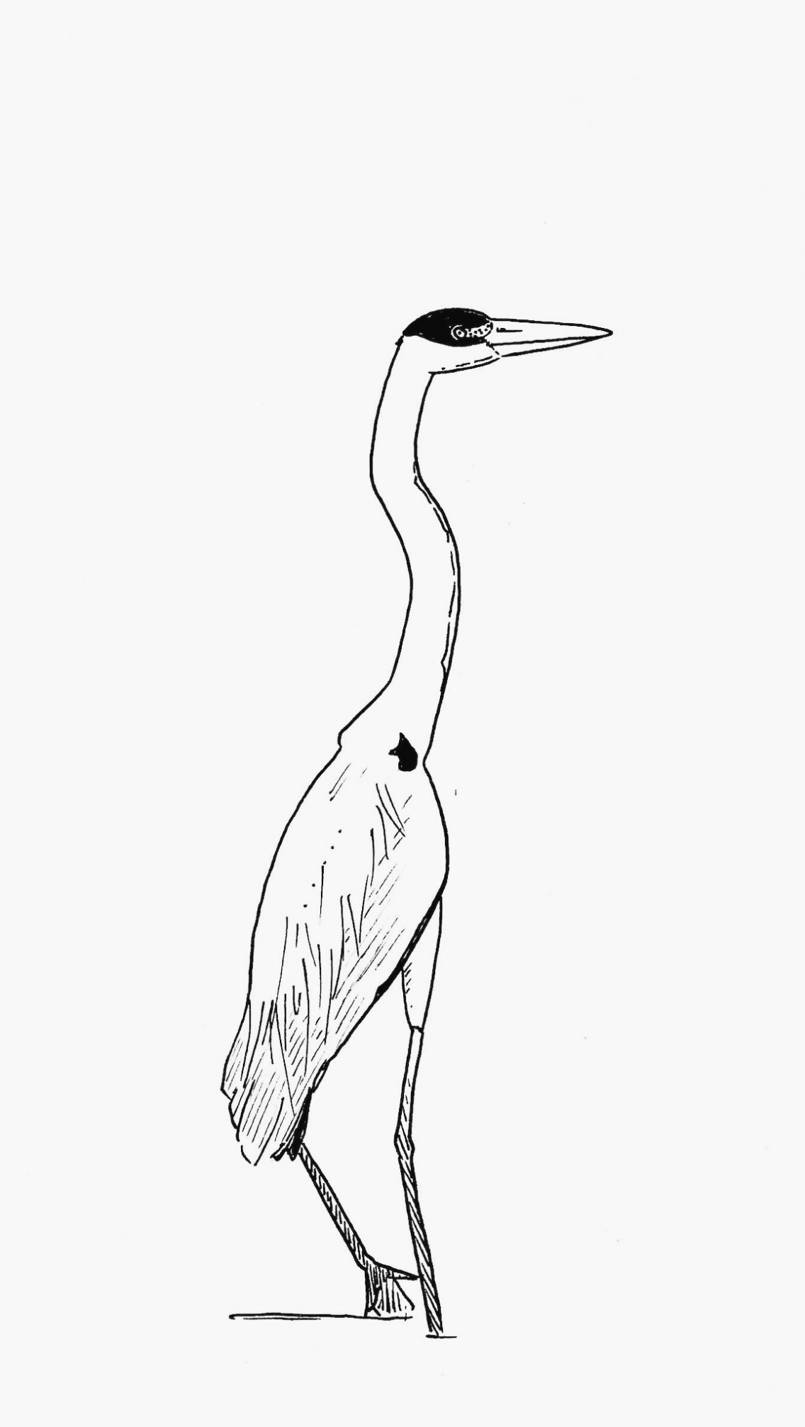 Crane Bird Drawing  Drawing Skill