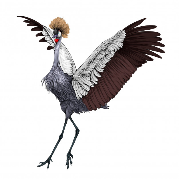 Crane Bird Drawing Realistic