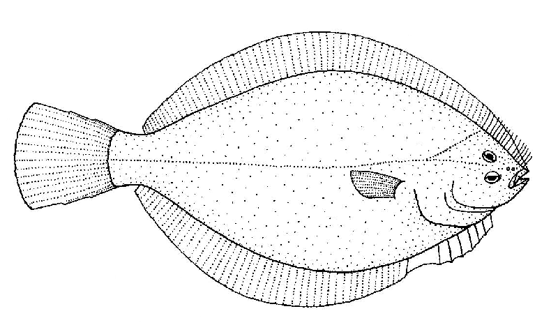 Flounder Fish Drawing Pics