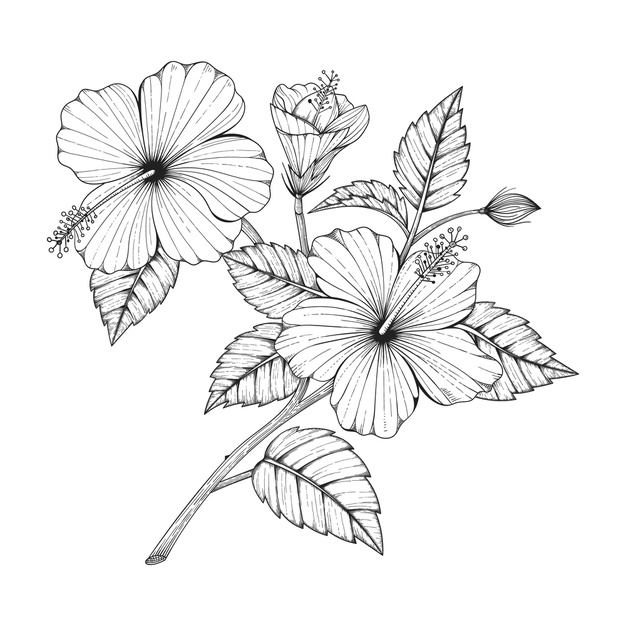 Hibiscus Drawing Art