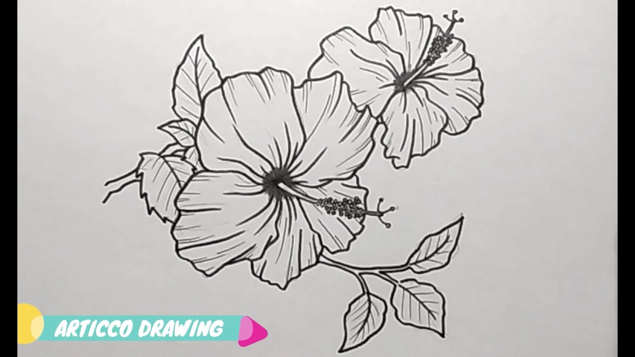 Hibiscus Drawing Image
