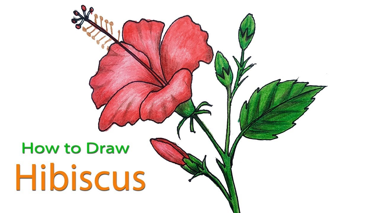 Hibiscus Drawing Photo