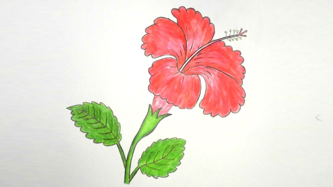 Hibiscus Drawing Picture
