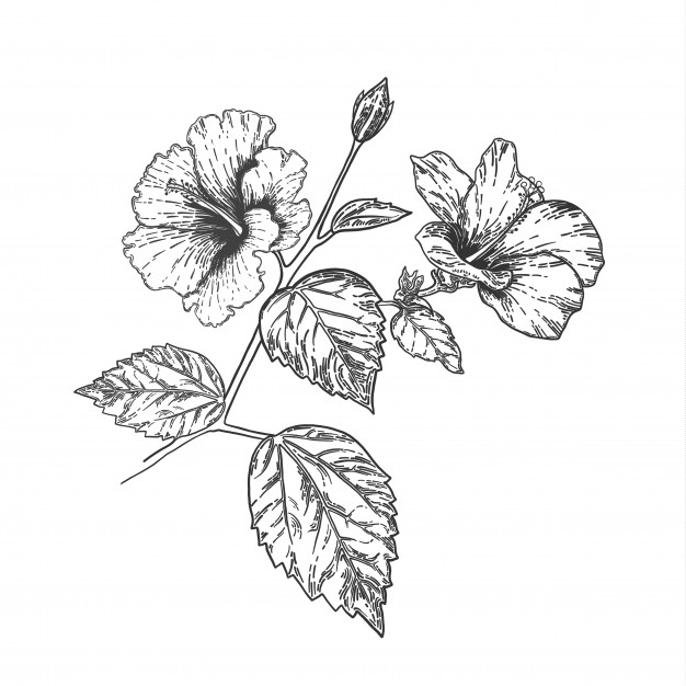 Hibiscus Drawing Sketch