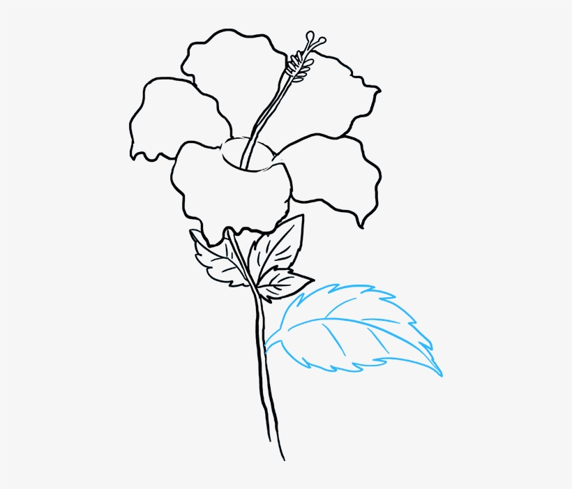Hibiscus Drawing