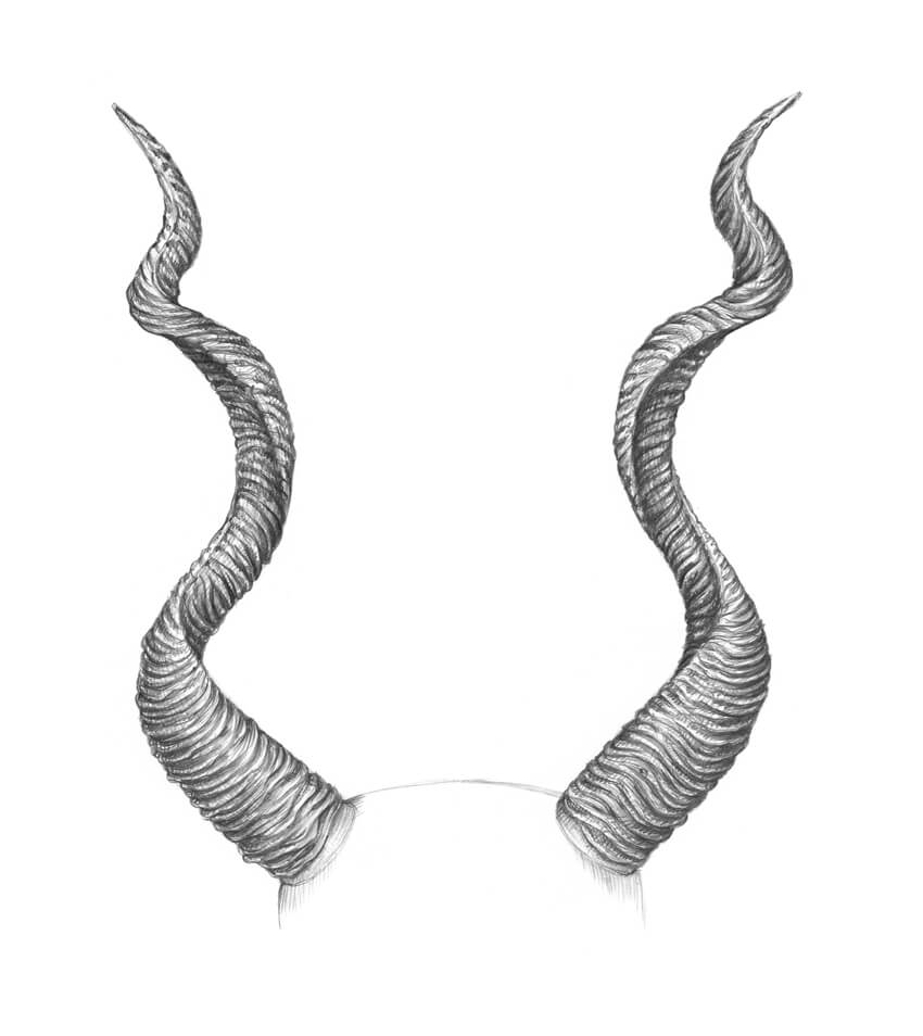 Horn Drawing High-Quality