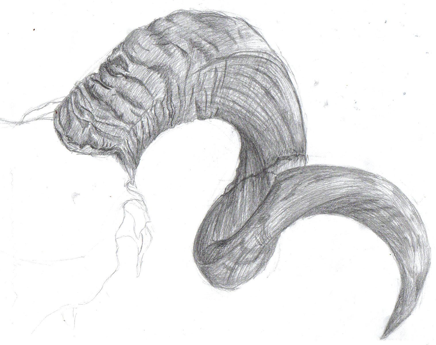 Horn Drawing Image