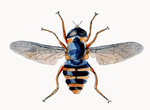 Hoverfly Drawing Amazing