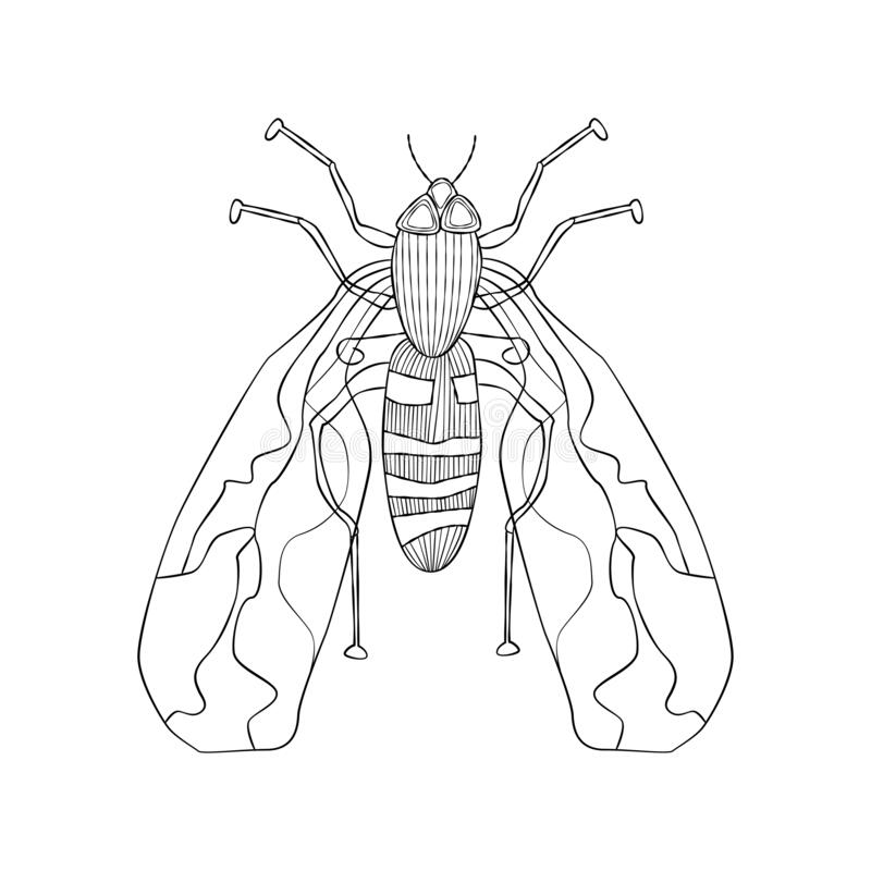 Hoverfly Drawing Art