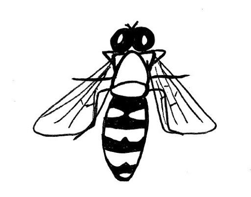 Hoverfly Drawing Beautiful Image