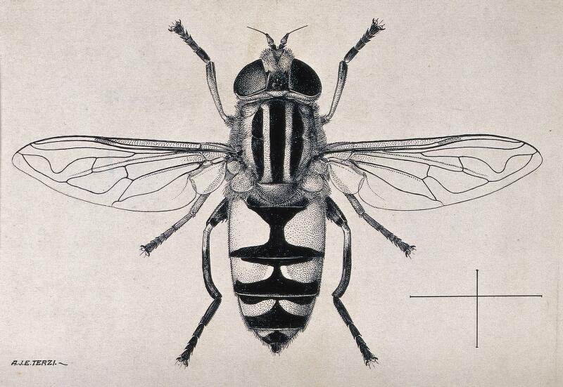 Hoverfly Drawing High-Quality