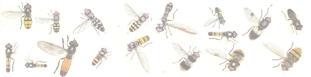 Hoverfly Drawing Image