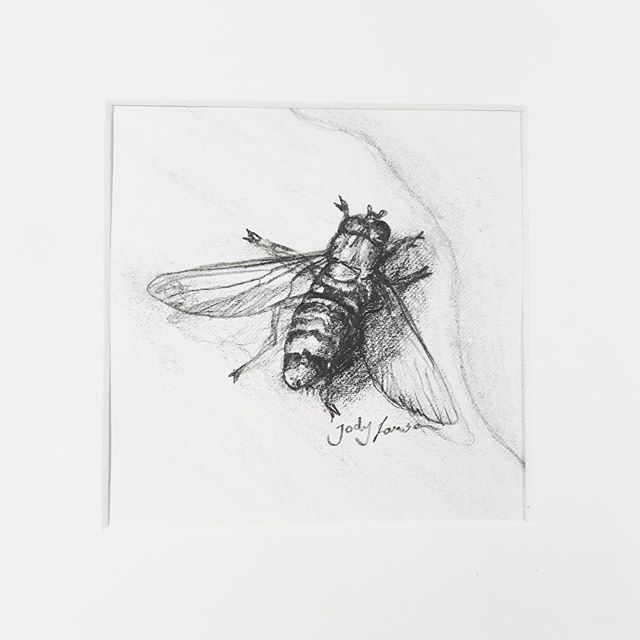 Hoverfly Drawing Images