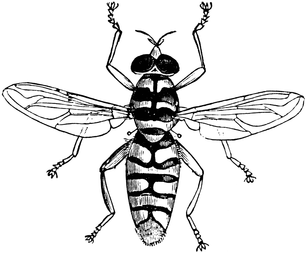 Hoverfly Drawing Pics