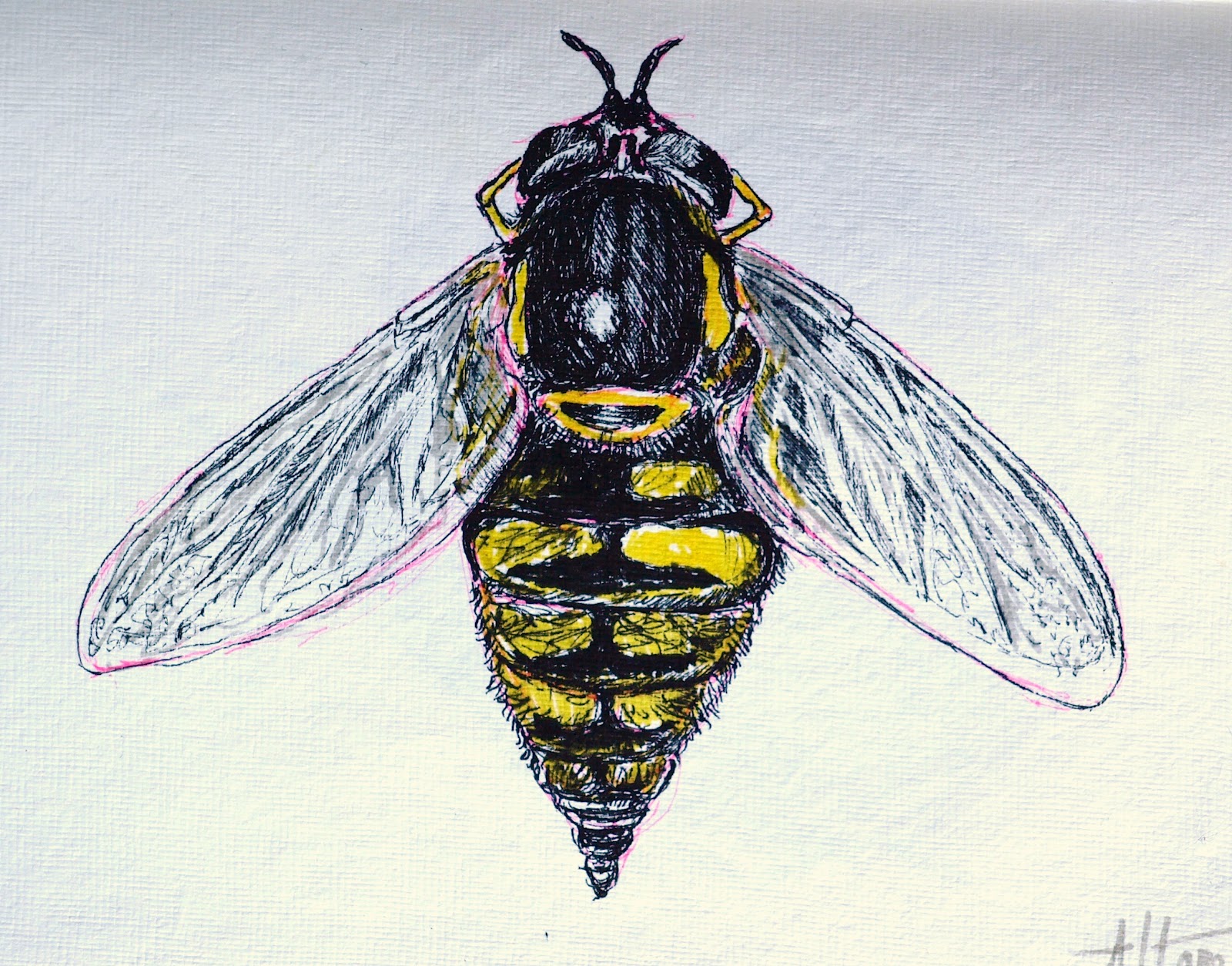 Hoverfly Drawing Picture