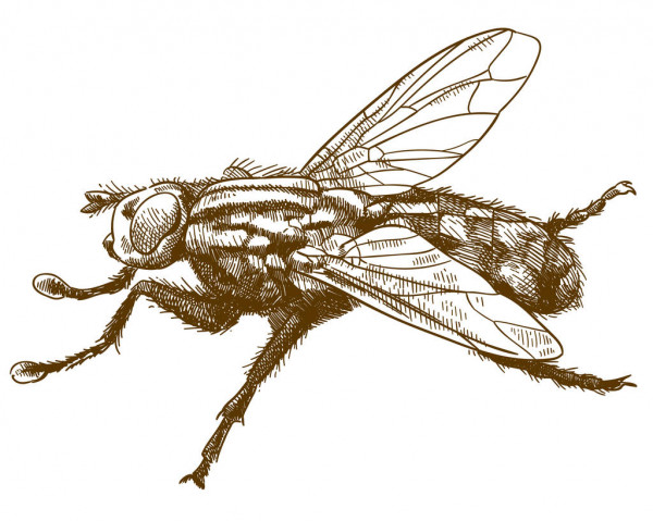 Hoverfly Drawing Realistic