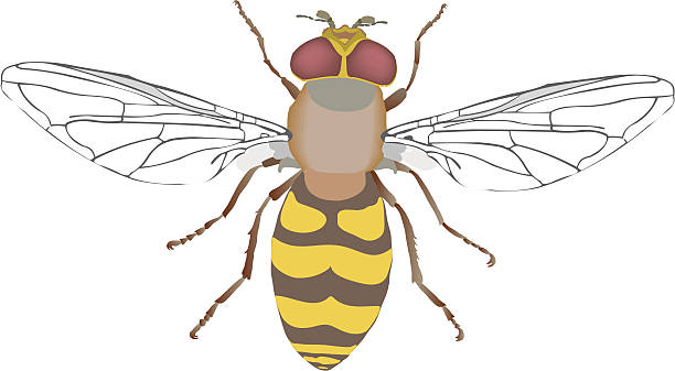 Hoverfly Drawing Sketch
