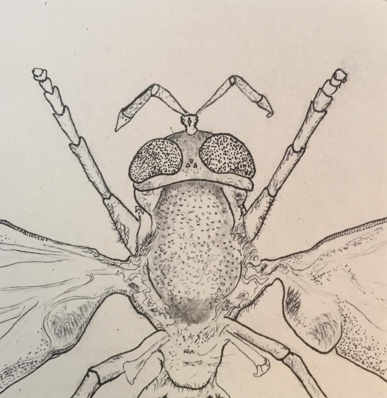 Hoverfly Drawing