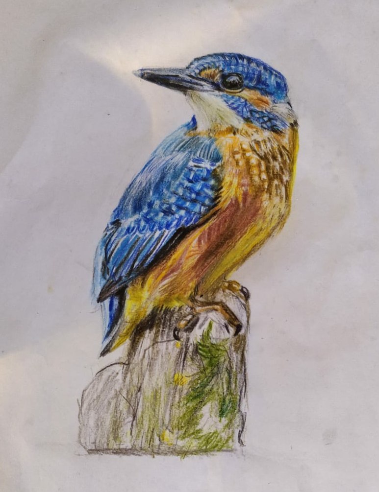 Kingfisher, Colored Pencil Drawing with Blue, Orange, Brown, Matted and  Framed For Sale at 1stDibs | kingfisher drawing with colour, drawing  kingfisher, the kingfisher reading answers