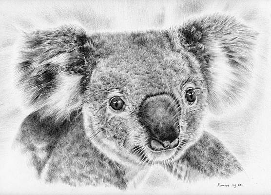 Koala Drawing Beautiful Image