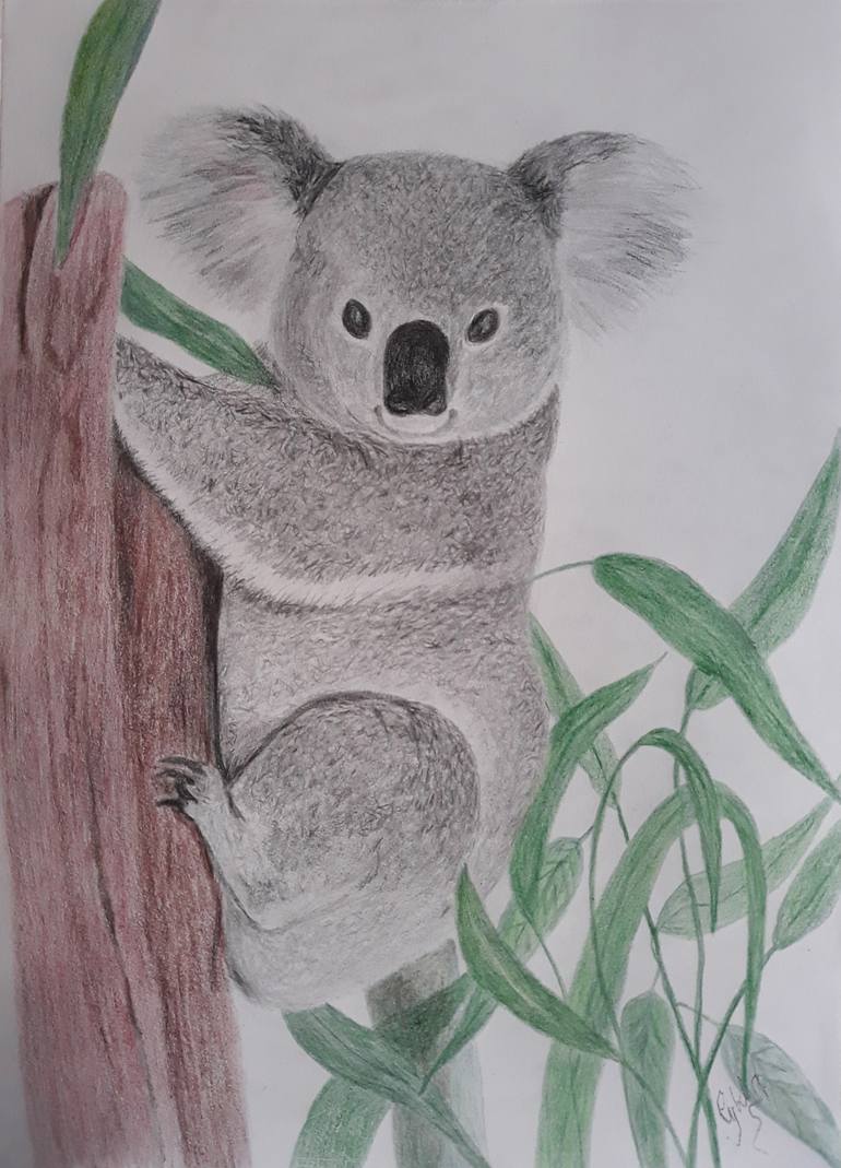 Koala Drawing Photo