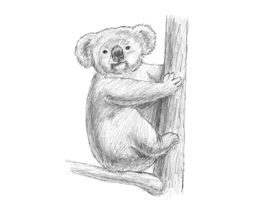 Koala Drawing Pics