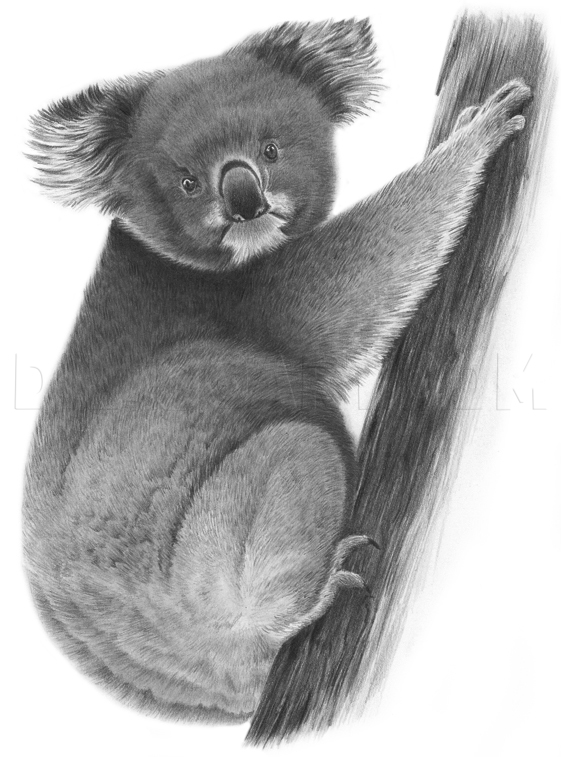 Koala Drawing Realistic