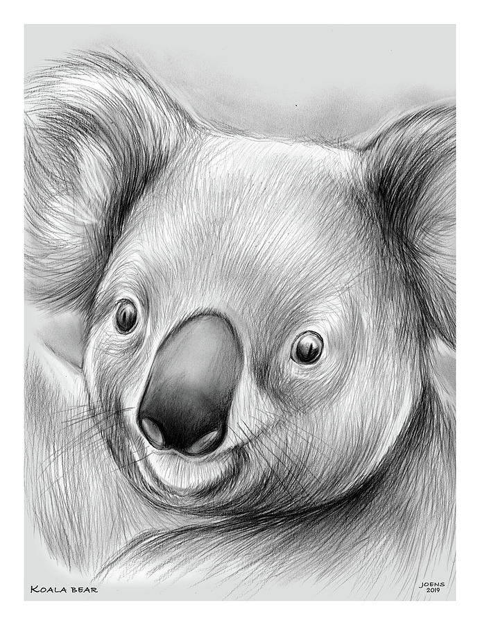 Koala Drawing Sketch