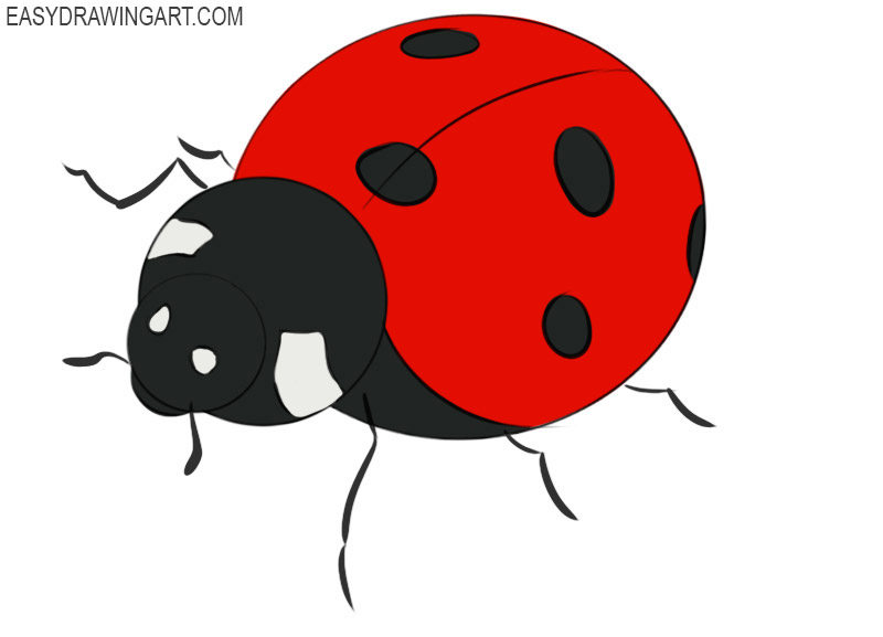 Ladybug Drawing Beautiful Image