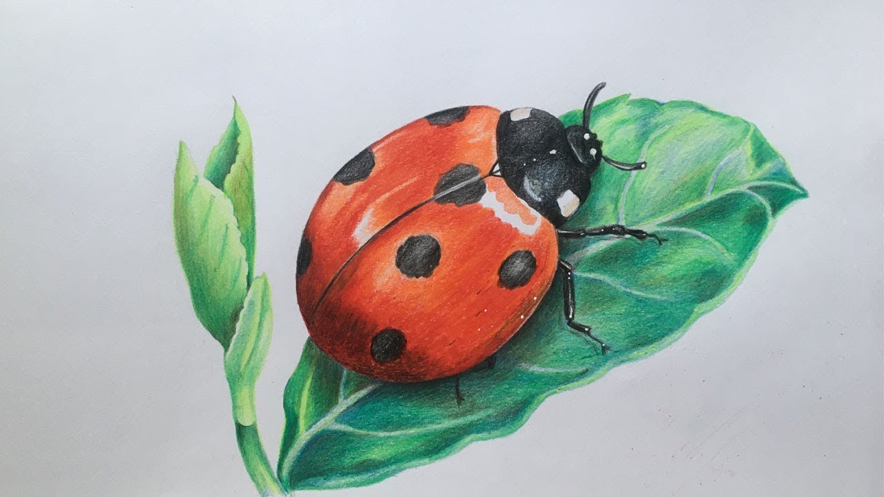 Ladybug Drawing Photo