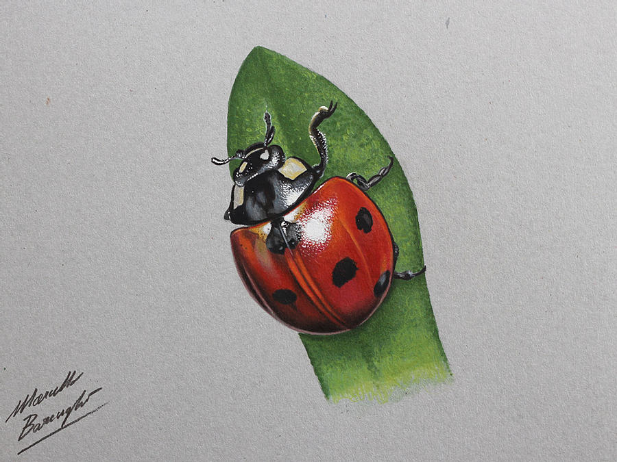 Ladybug Drawing Pic
