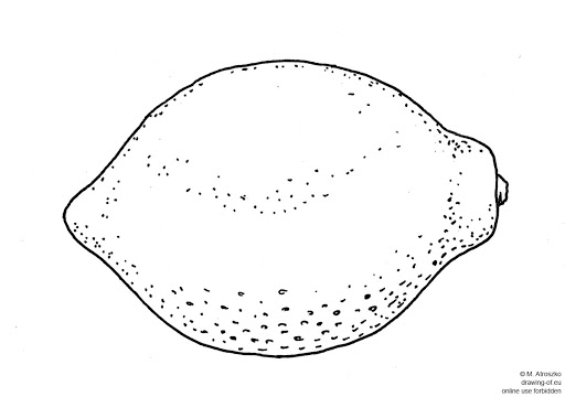 Lemon Drawing Image