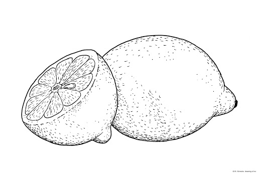 Lemon Drawing Photo