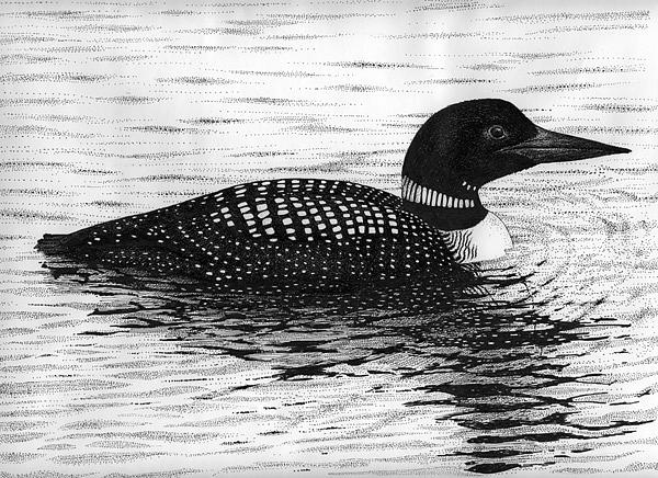 Loon Drawing Amazing