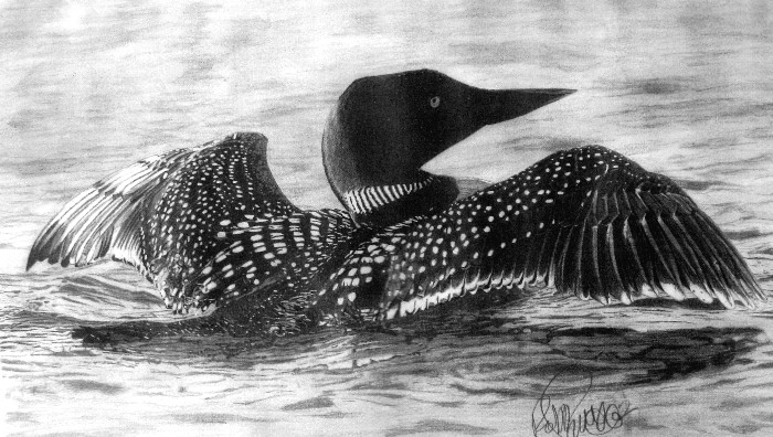 Loon Drawing Beautiful Image