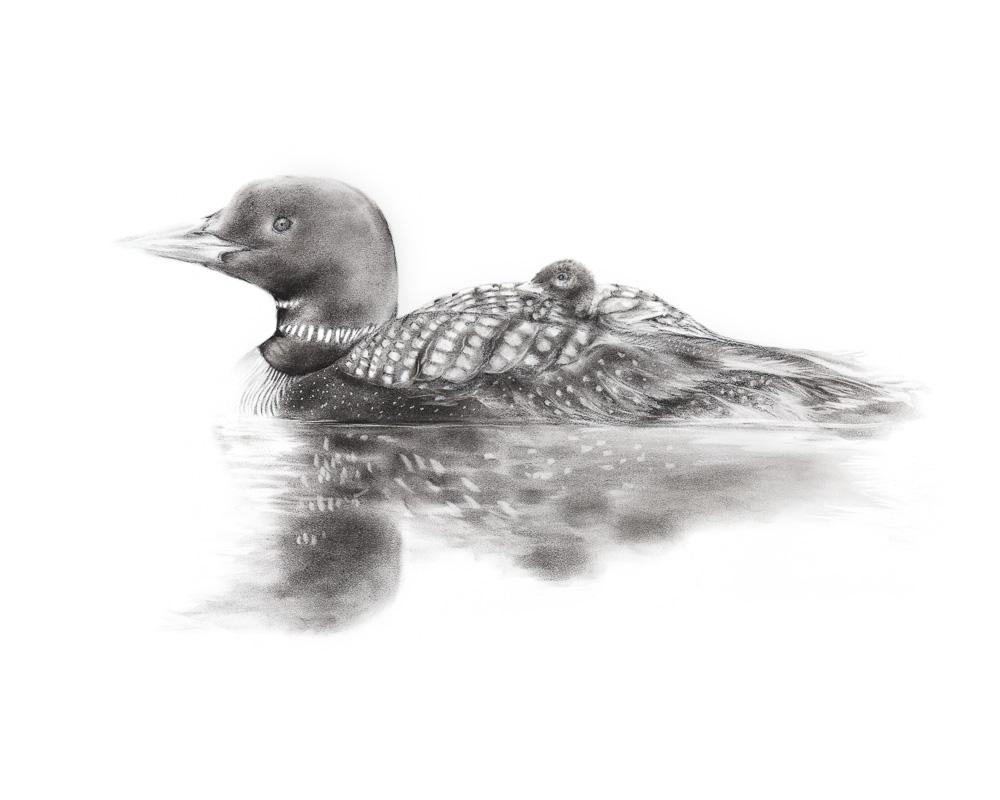 Loon Drawing High-Quality