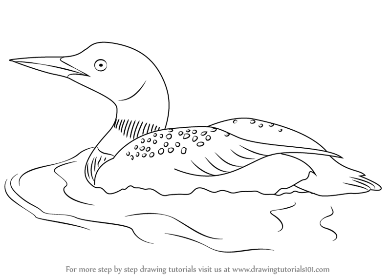 Loon Drawing Image