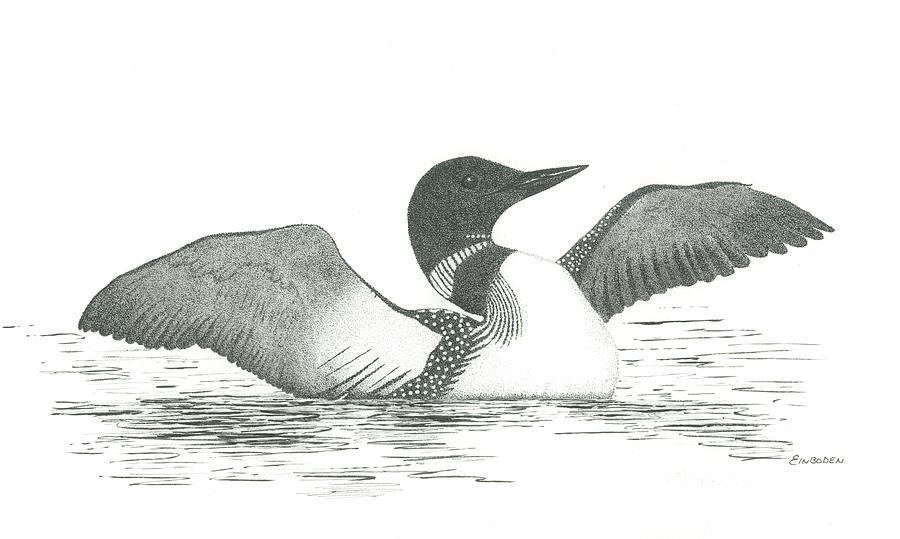 Loon Drawing Images