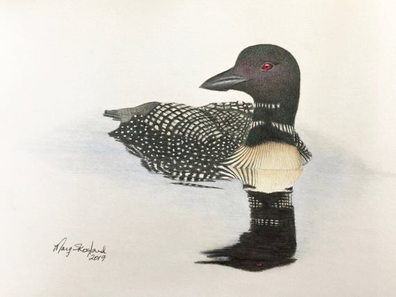 Loon Drawing Photo