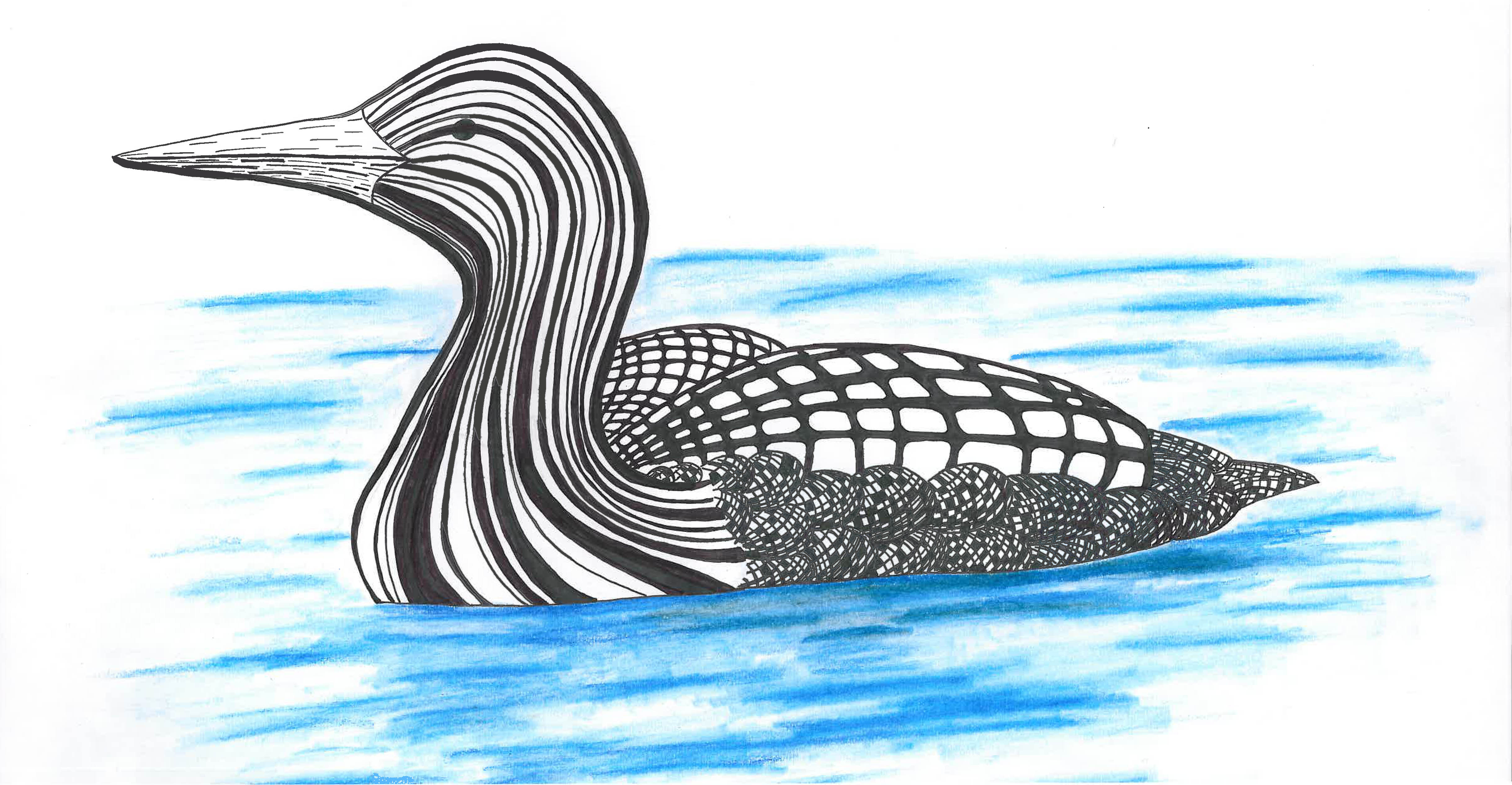 Loon Drawing Realistic
