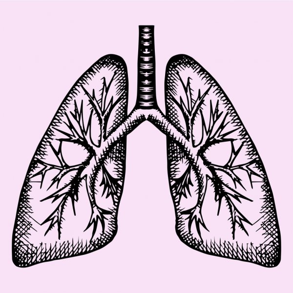 Lungs Drawing Amazing